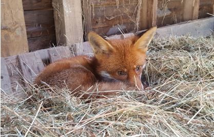 Fox lying on bed of straw in barn